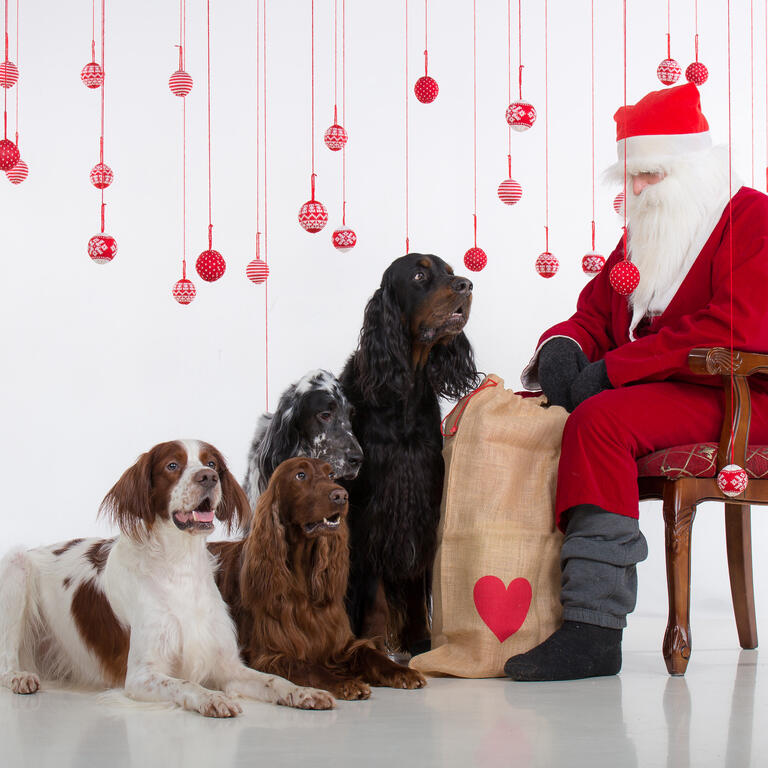 Four dogs sitting in front of Santa Claus.