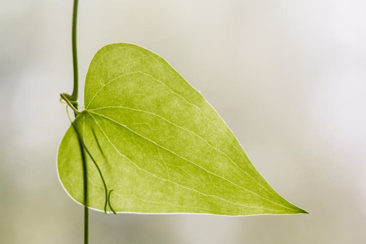 Smilax Single
