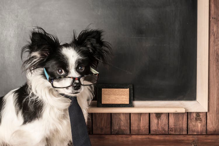 Dog as a school teacher with glasses and tie