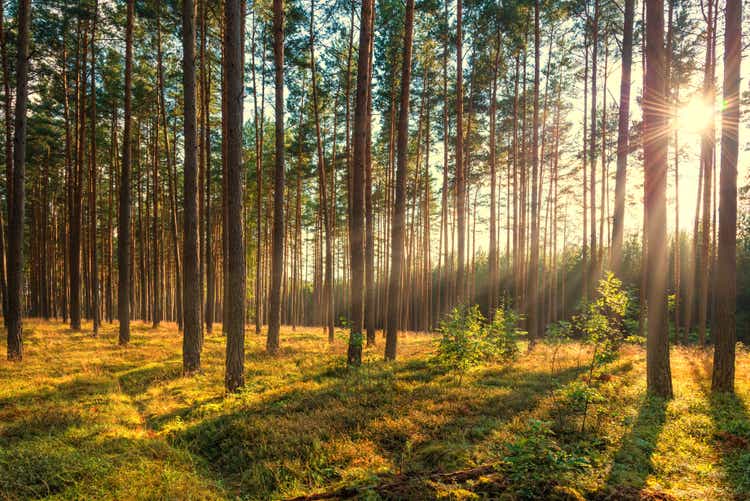 pine forest in sunlight at summer - sunset with rays
