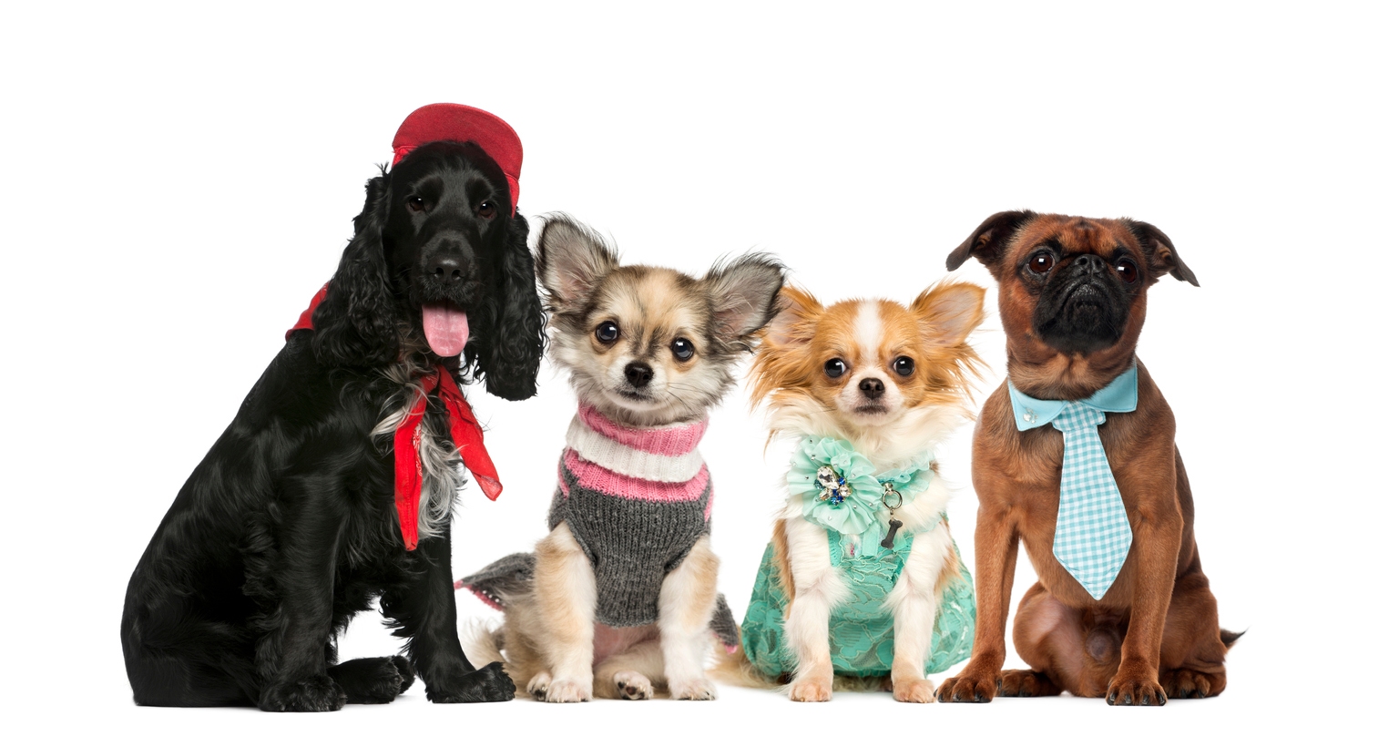 Buy 4 S&P 500 Best June Dividend Dogs thumbnail