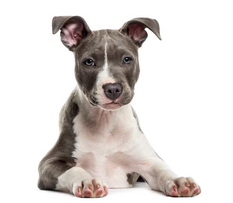 American Staff puppy in front of white background
