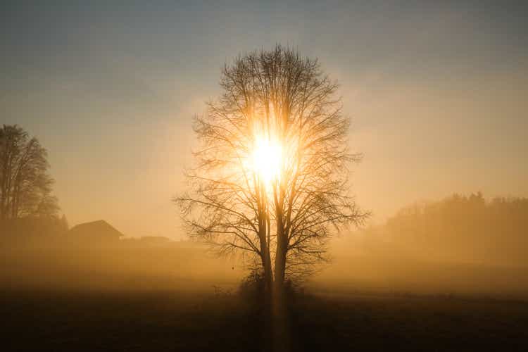 Imagination tree