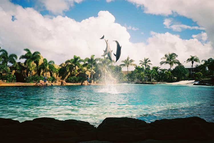 Dolphins jumping above the water