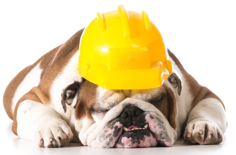 working dog