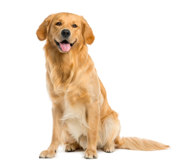 Golden Retriever sitting in front of a white background