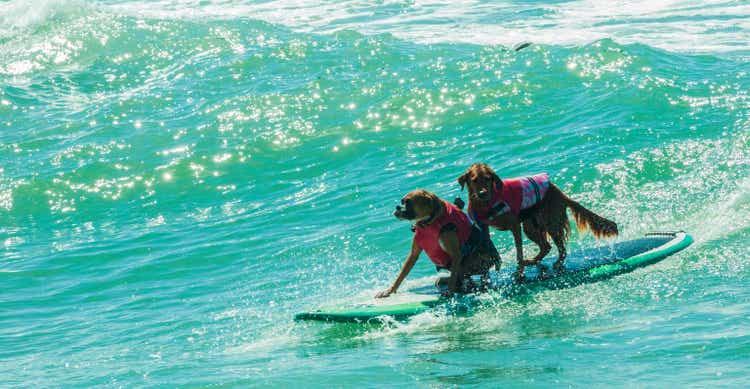 Two dogs surfing