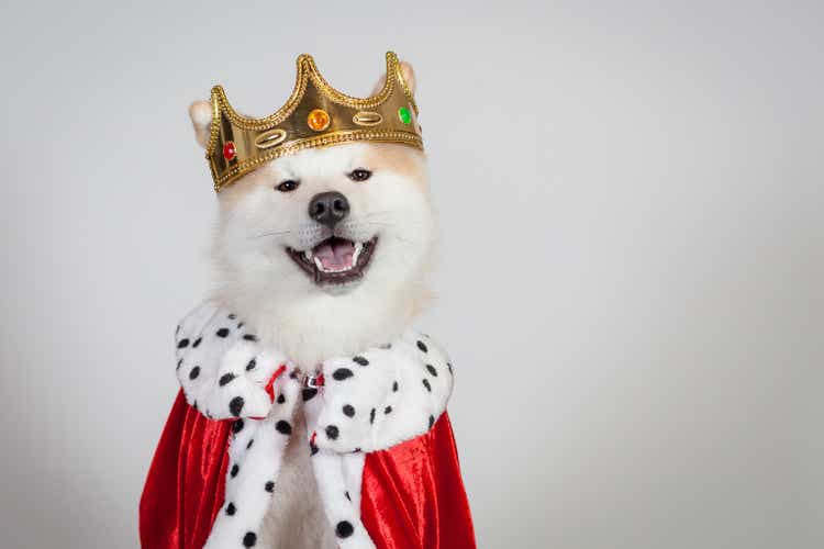 dog akita inu king