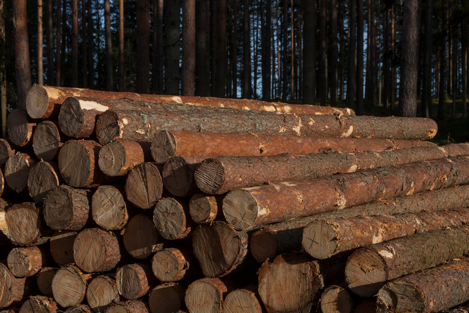 Weyerhaeuser Stock Worth Watching On Weak Demand, Plunging Prices