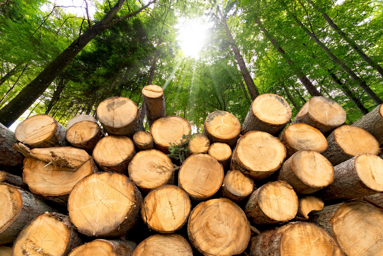 Recession Opportunities: Buying Weyerhaeuser Dividends At A Discount (NYSE:WY)