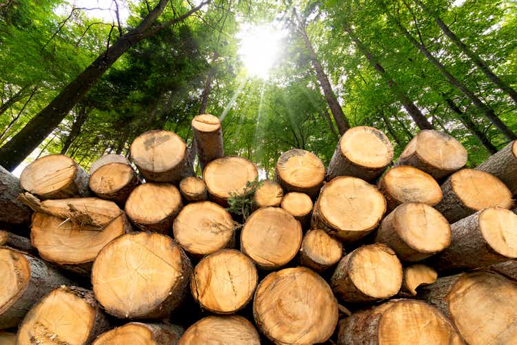 Wooden Logs with Forest on Background