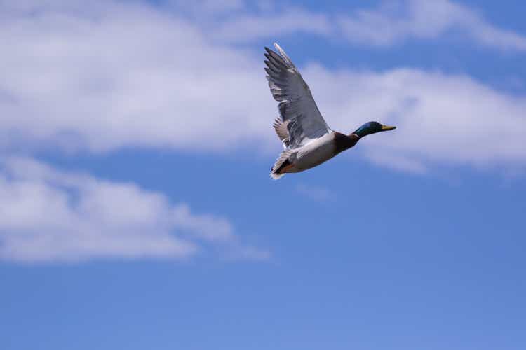 Flying duck in the sky.