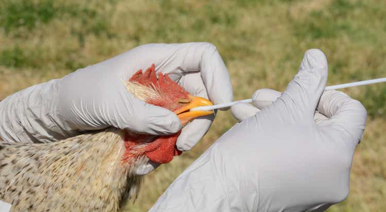 Testing rooster for avian flu