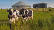 Clean Energy, Maas Energy Works partner to build RNG dairy production plants article thumbnail
