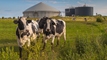 Clean Energy, Maas Energy Works partner to build RNG dairy production plants article thumbnail