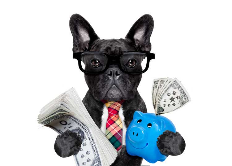 dog money and piggy bank