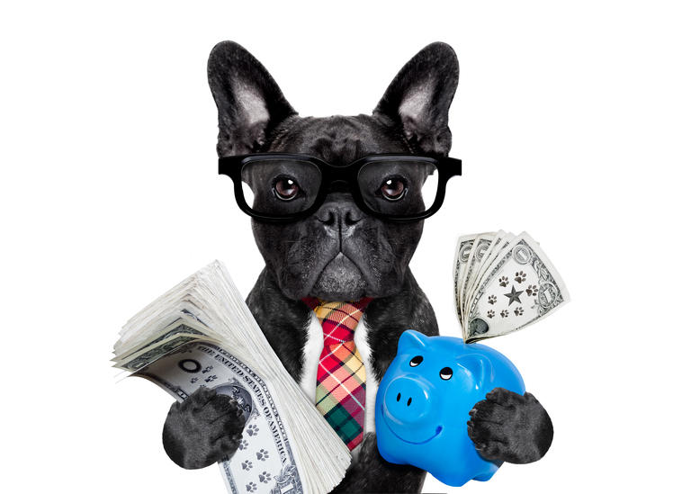 dog money and piggy bank