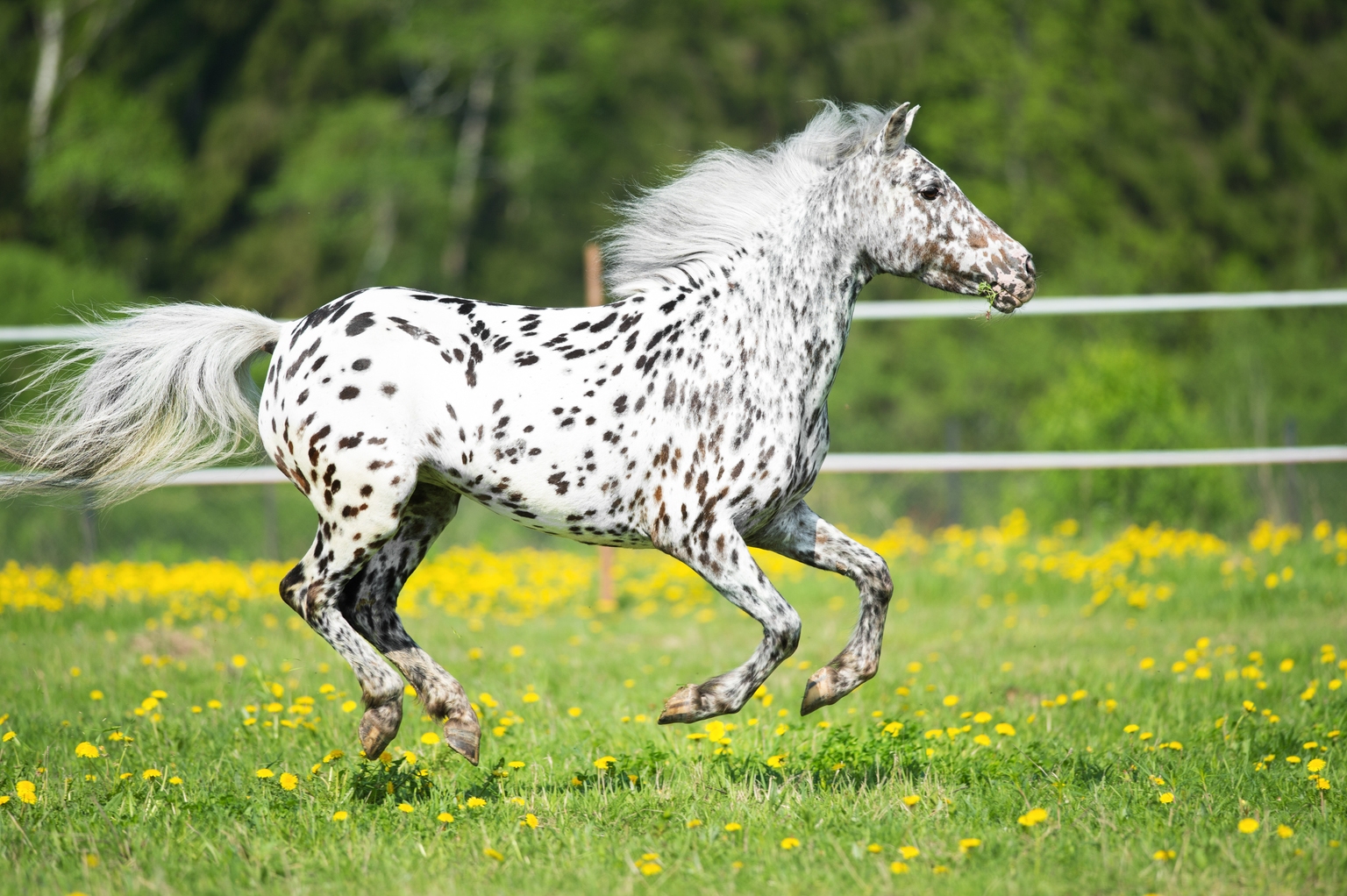 Tracking David Tepper's Appaloosa Management Portfolio - Q1 2026 Update