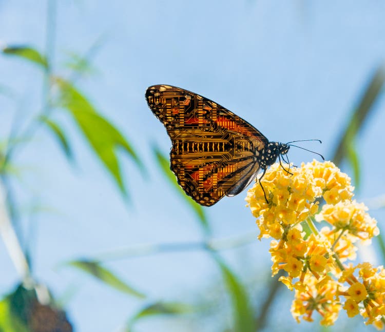 Butterfly with circuit board wings perching on flowers