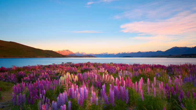 Lupins Of Lake Tekapo