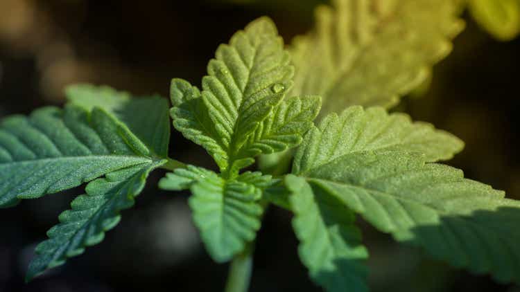22nd Century to sell its hemp/cannabis franchise (NASDAQ:XXII)