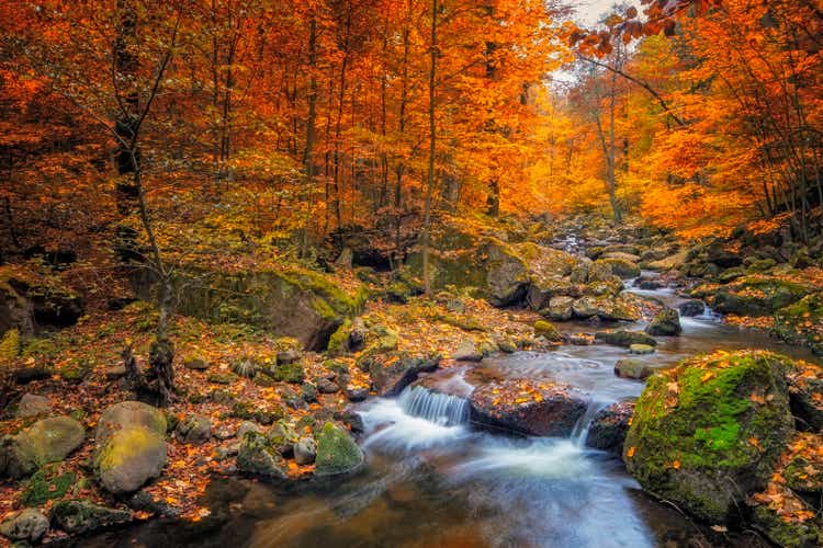 Stream in foggy Forest at autumn - Nationalpark Harz