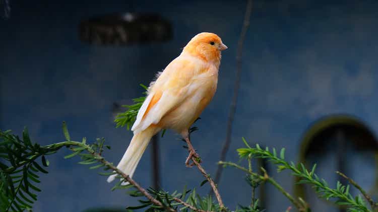 Gelbe Kanarienvogel