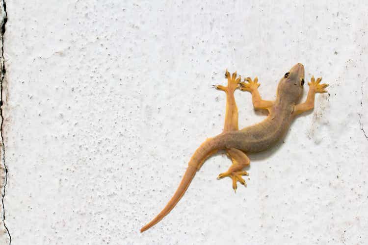 Gecko de la casa en la pared