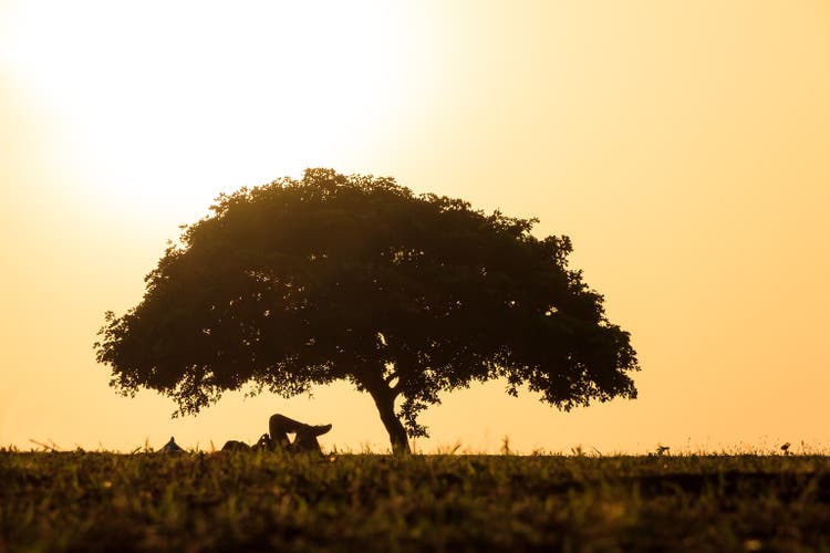 Silhouette tree