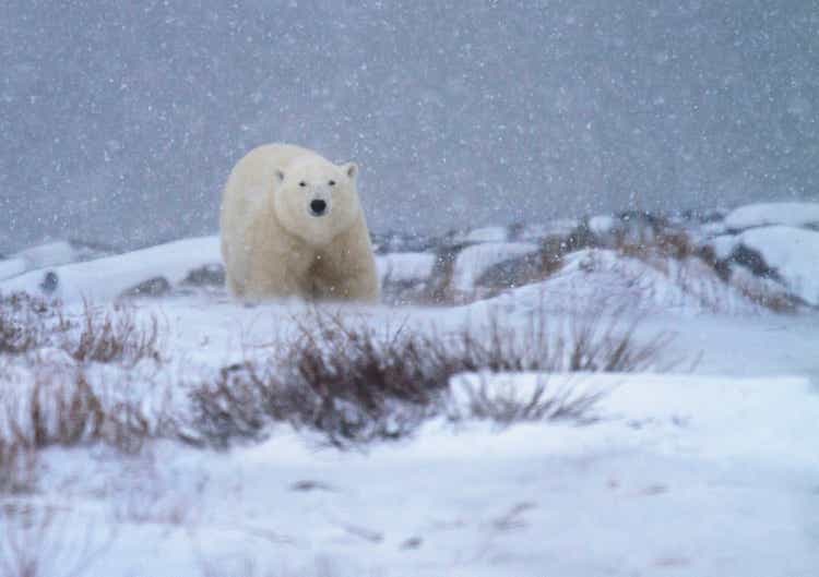 Polar bear in a snowstorm