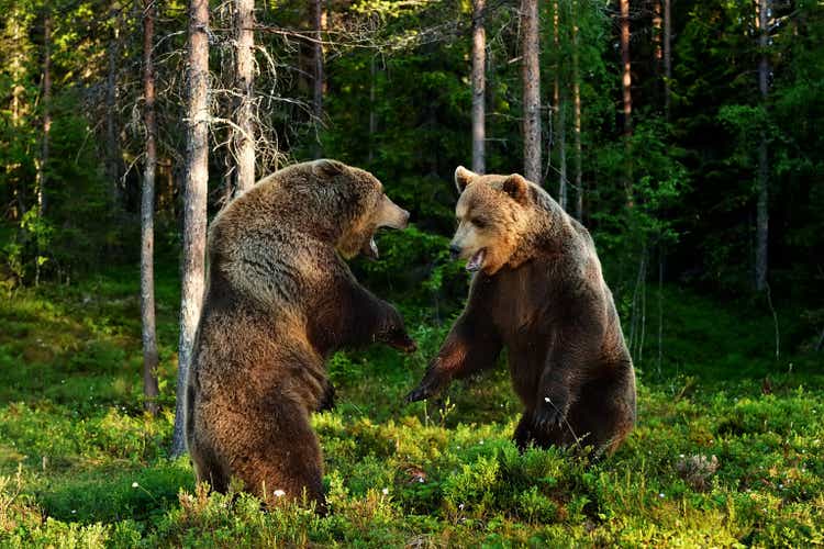 Brown bear fight. Brown bear aggression.