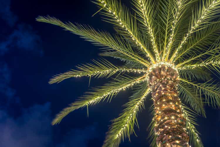 Surfside Florida Tropical Winter Palm Tree Decorated with Christmas Lights