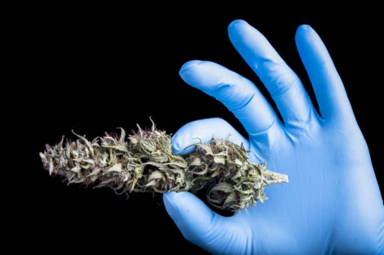 Dry cannabis bud in hand in blue glove