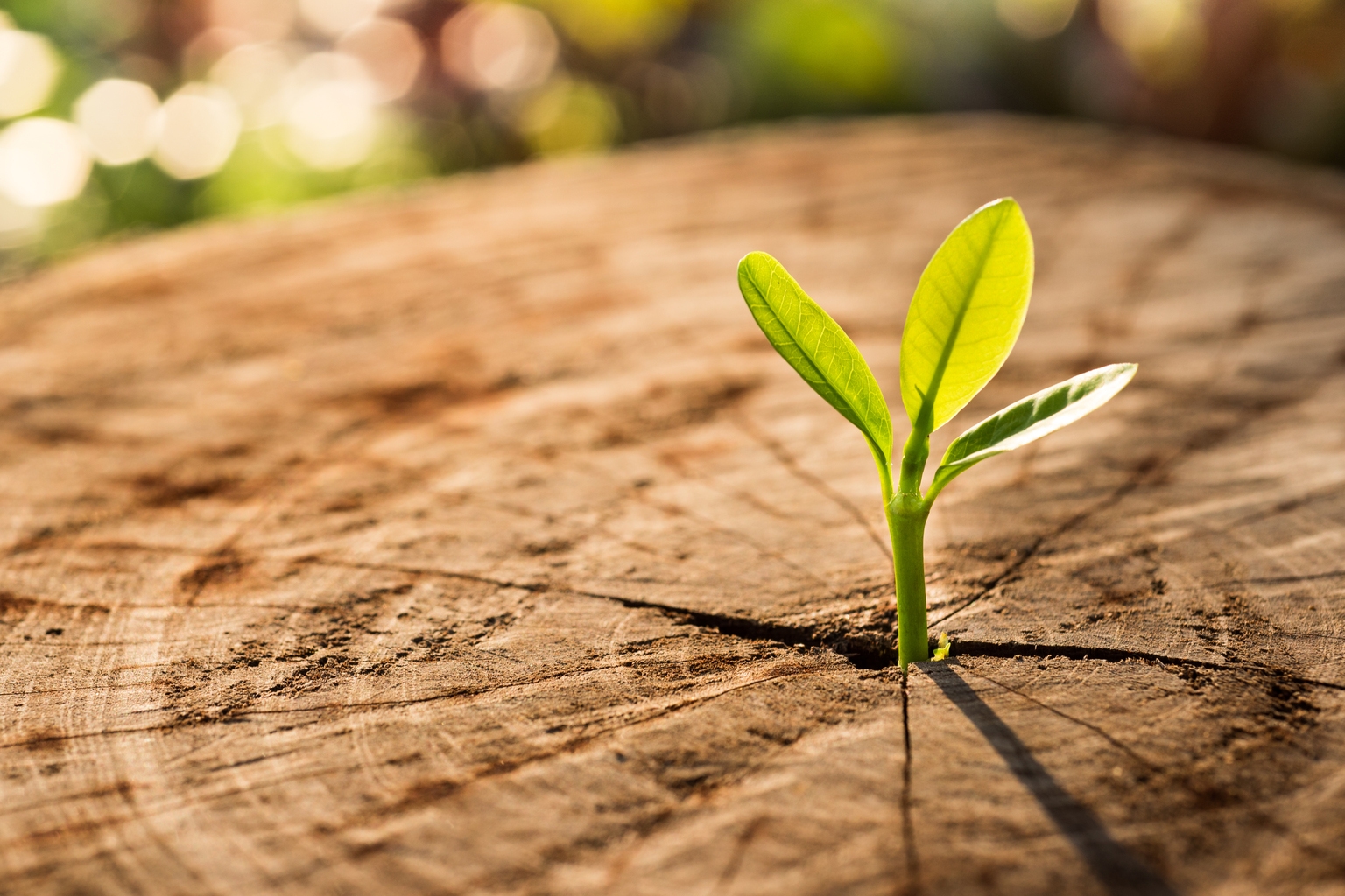 Avita Medical: Green Shoots Peaking Out From Hard Clay (NASDAQ:RCEL) Avita Medical: Green Shoots Peaking Out From Hard Clay (NASDAQ:RCEL)