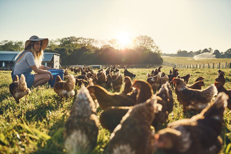 Healthy hens are happy hens
