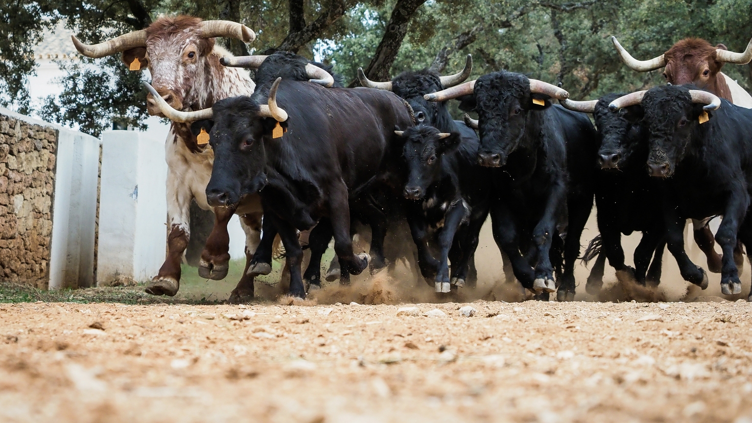 Sentiment Speaks: Nothing Can Topple This Market | Seeking Alpha