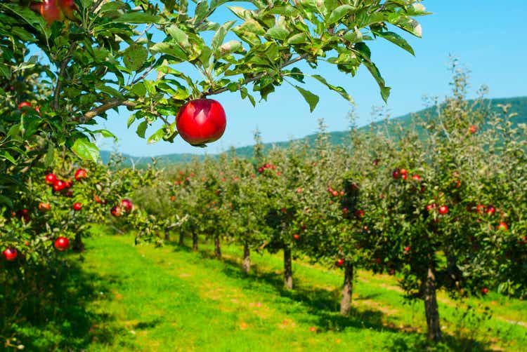 Apple orchard