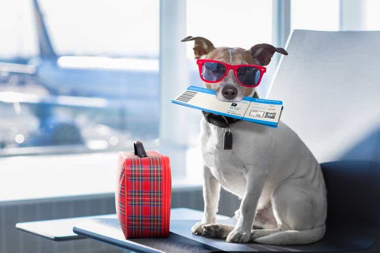 dog in airport terminal on vacation