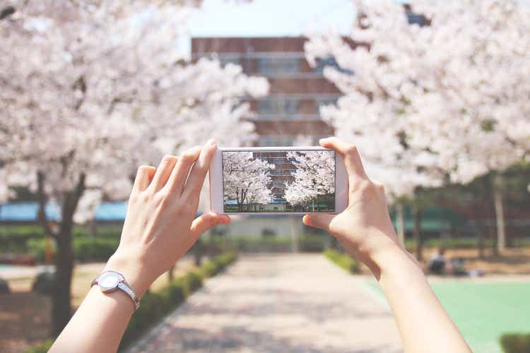Person is taking photos cherry blossoms road