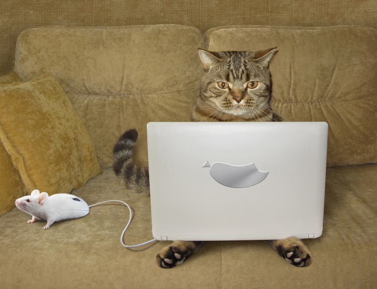 Cat with a laptop on a sofa