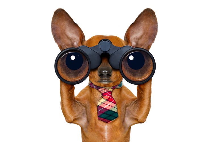 watching dog with binoculars