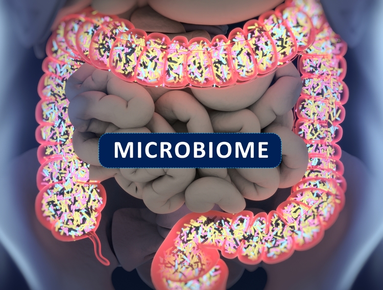 Gut bacteria , gut flora, microbiome. Bacteria inside the small intestine, concept, representation. 3D illustration.