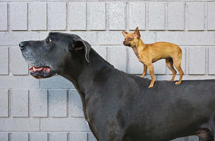 Chihuahua on Great Dane