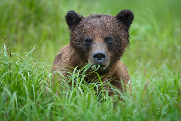 Brown Bear, Misty Fiords National Monument, Alaska