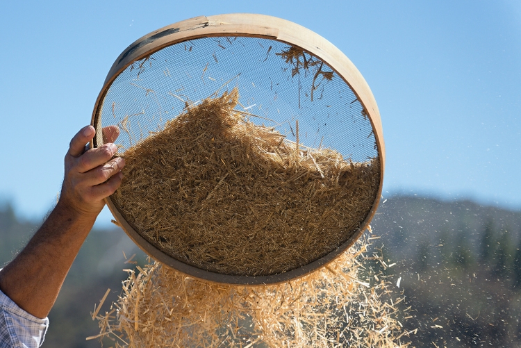 Old sieve for sifting flour and wheat,farmer sifts grains