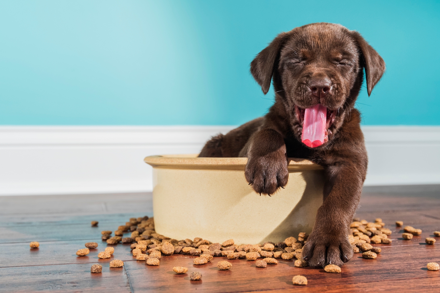Chewy: CEO’s Warnings Are Justified, But Stock Is Now Too Cheap To Ignore (Upgrade) (CHWY) Chewy: CEO’s Warnings Are Justified, But Stock Is Now Too Cheap To Ignore (Upgrade) (CHWY)