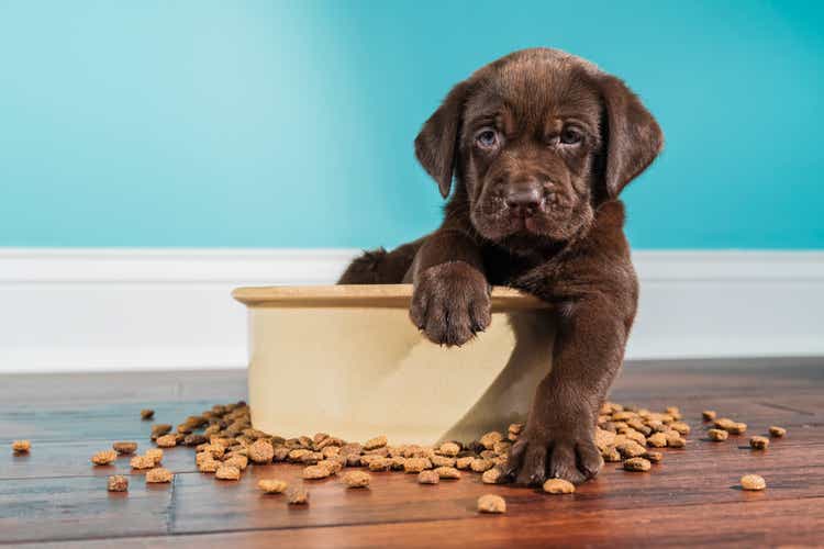 A Chocolate Labrador puppy sitting in large dog bowl - 5 weeks old