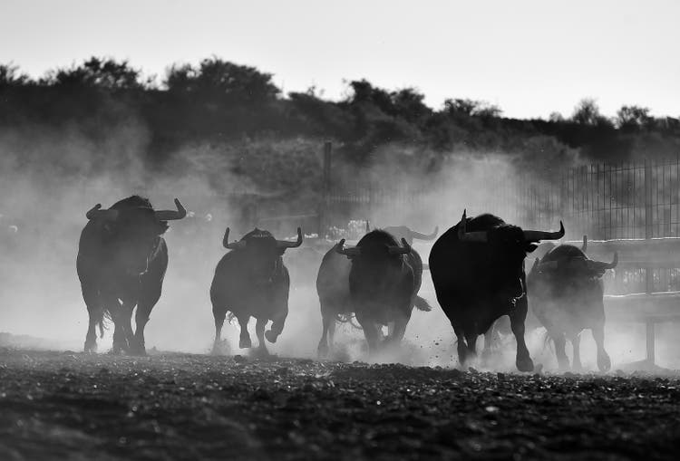 bull
