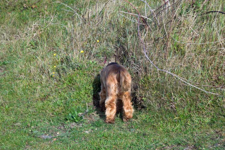English Cocker Spaniel puppy head down a rabbit hole