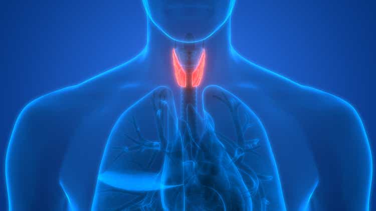 Human Body Glands Anatomy (Lobes of Thyroid Gland)